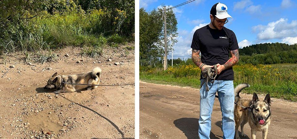 Protección animal en España